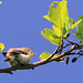 EOS 90D Peter Harriman 11 35 13 08876 chiffchaff dpp