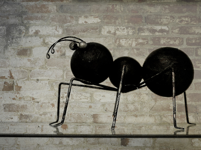 Ant Ant