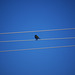 bird on wires P1010097