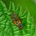 Fly. Tachinidae