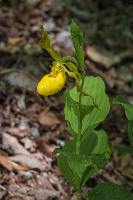 Cypripedium parviflorum variety pubescens (Large Yellow Lady'-slipper orchid)