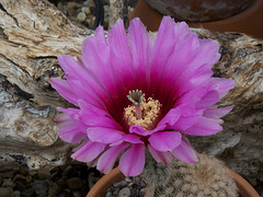 Echinocereus reichenbachii