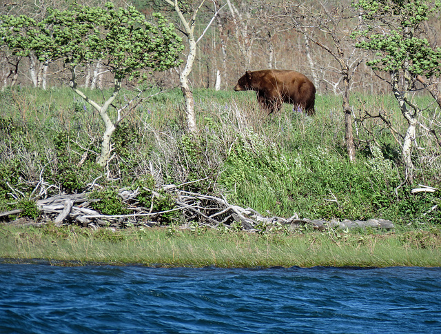 Always hope for a bear in Waterton