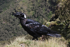 Thick-billed Raven - Chenek Camp - Simien Mountains