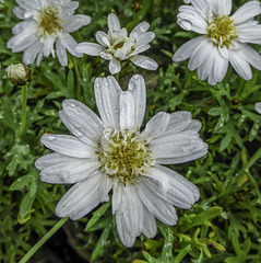 Daisies