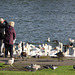 Swan feeding