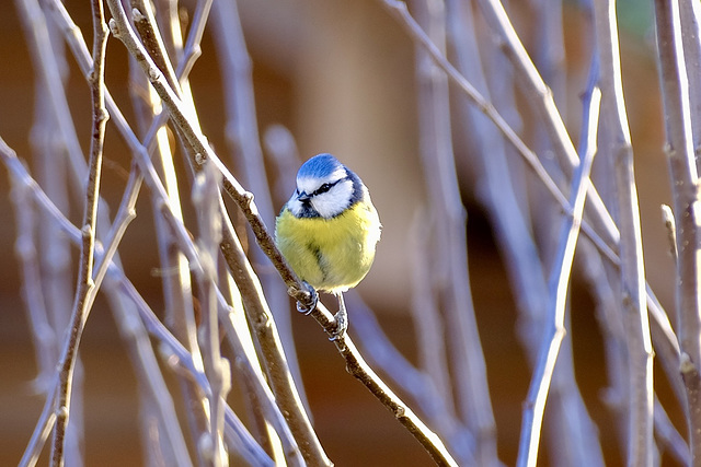 Blaumeise