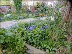 bluebells in Jericho