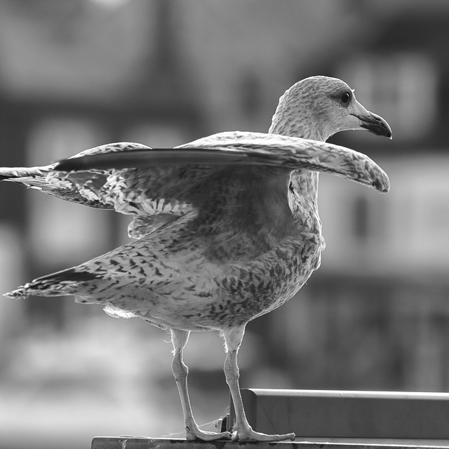 EOS 90D Peter Harriman 14 38 35 24394 juvenileHerringGull dpp