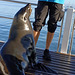 a delicious lunch (catamaran tour in Walvys Bay /Namibia)