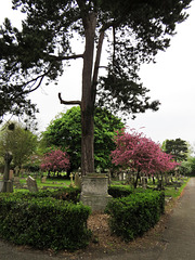 kensington hanwell cemetery, ealing, london