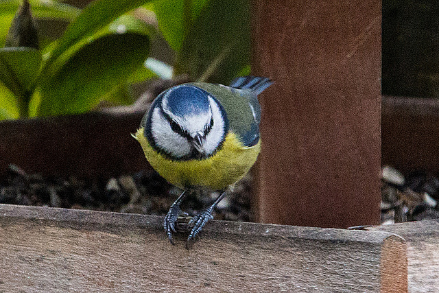 20150108 6256VRAw [D~RI] Blaumeise (Cyanistes caeruleus), Rinteln