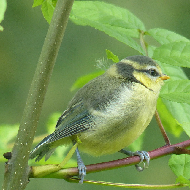 Juvenile Blue Tit - 18 May 2017