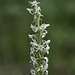 Platanthera dilatata var. albiflora