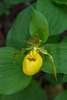 Cypripedium parviflorum variety pubescens (Large Yellow Lady'-slipper orchid)