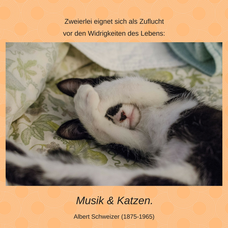 Zitate - Albert Einstein über Katzen & Musik