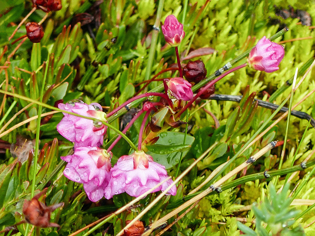 Bog-laurel (Kalmia microphylla?)