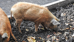 20181021 4309CPw [D~HF] Ungarisches Wollschwein, [Mangalica-Schwein] Herford