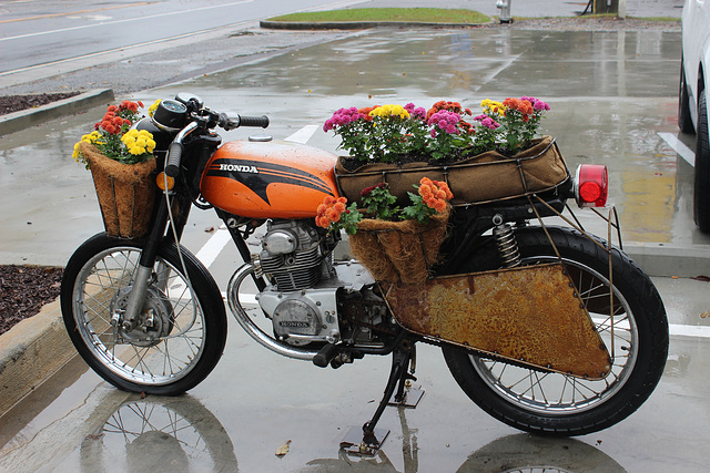 A rainy day,  good for these real , live, Chrysanthemums (Mums)   vroom  vroooom !   Hiawasee , Georgia.... (Oct.2019)