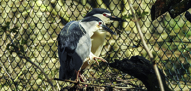 20200312 6645CPw [D~BI] Nachtreiher, Tierpark Olderdissen, Bielefeld