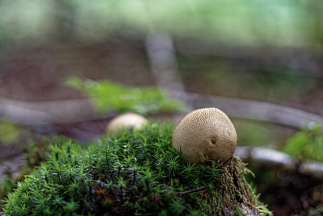 21.08.17 Kartoffelbovist