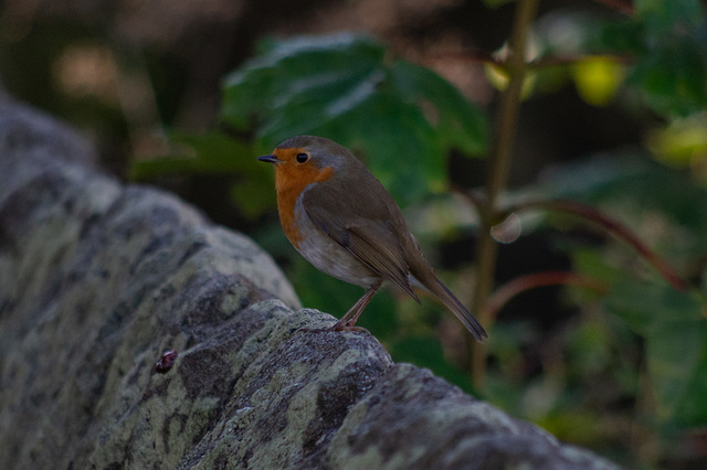Robin on Wesley Street