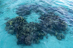 Coral formation as seen from the deck