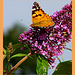 B from butterfly(Vanessa virginiensis)