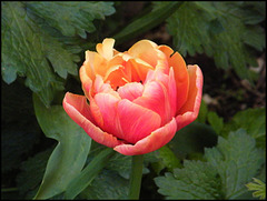 orange-pink tulip