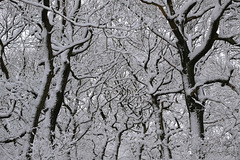 Shire Hill Wood trees