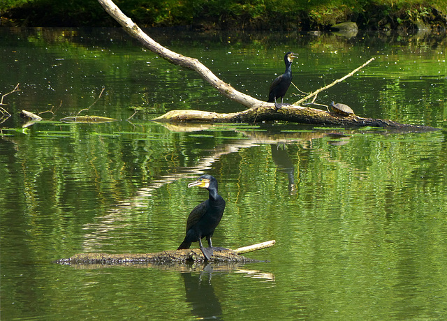 Parkwächter