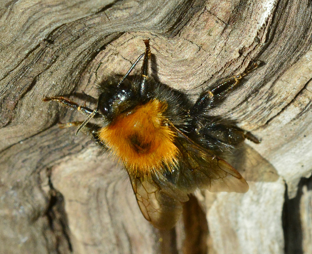 Digger Bee. Anthrophoridae