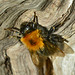 Digger Bee. Anthrophoridae
