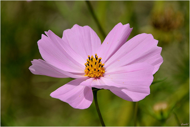 Cosmos Rose