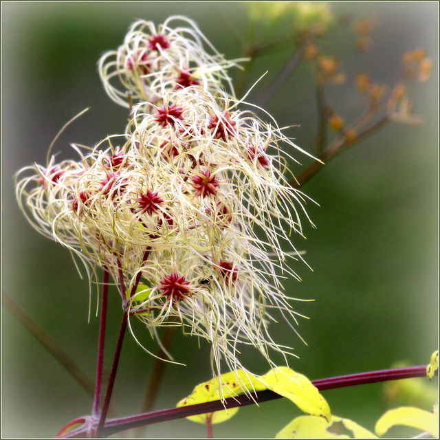 Clematite