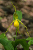 Cypripedium parviflorum variety pubescens (Large Yellow Lady'-slipper orchid)