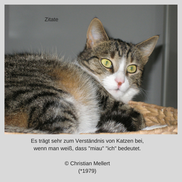 Zitate - Christian Mellert über Katzen...