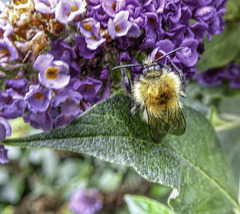 Buddleia and Bee