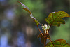 Hydrangea, Soon to Open