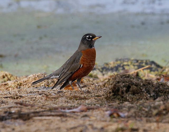merle d'Amérique / american robin merle d'Amérique / american robin