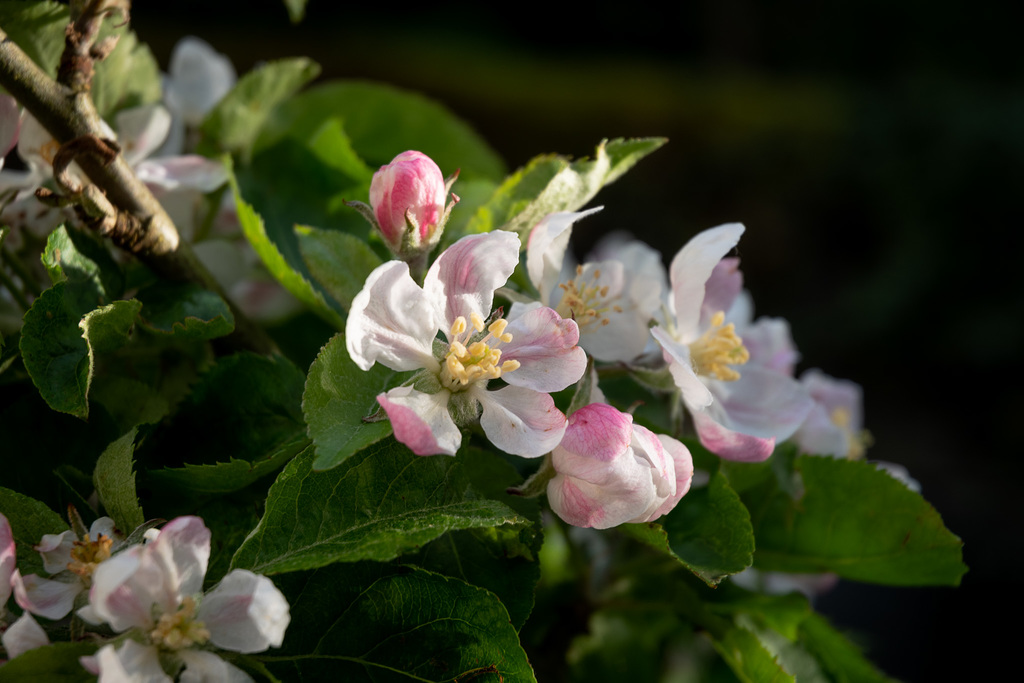 Apple blossom