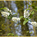 Amelanchier cadensis