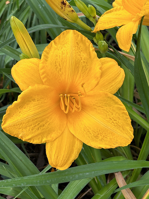like sunshine