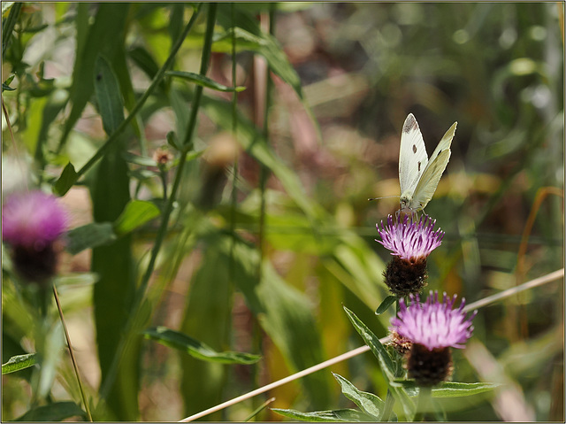 The least loved butterfly?