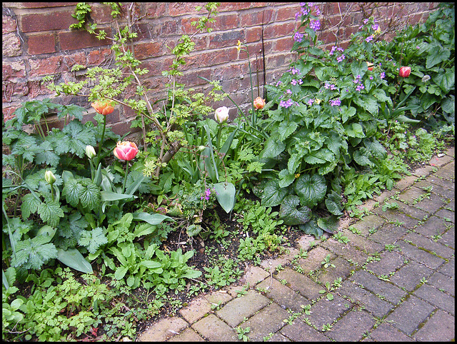 tulips in the alley