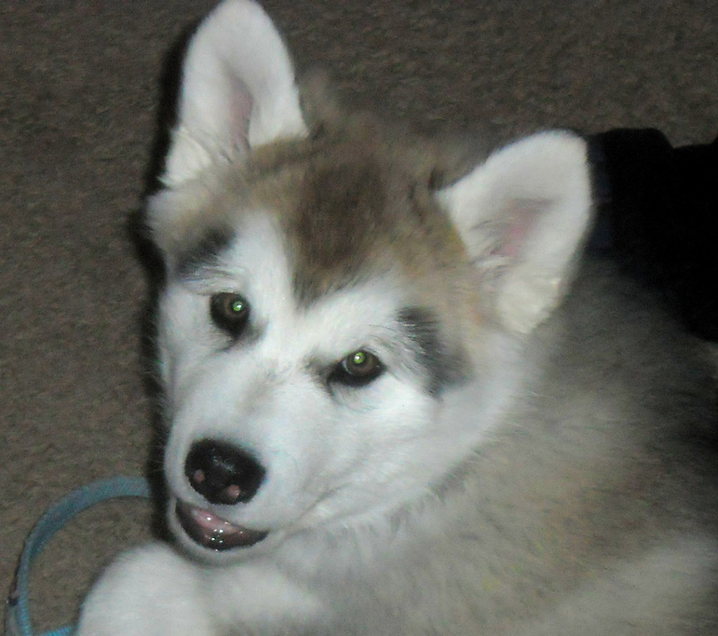 Malamute