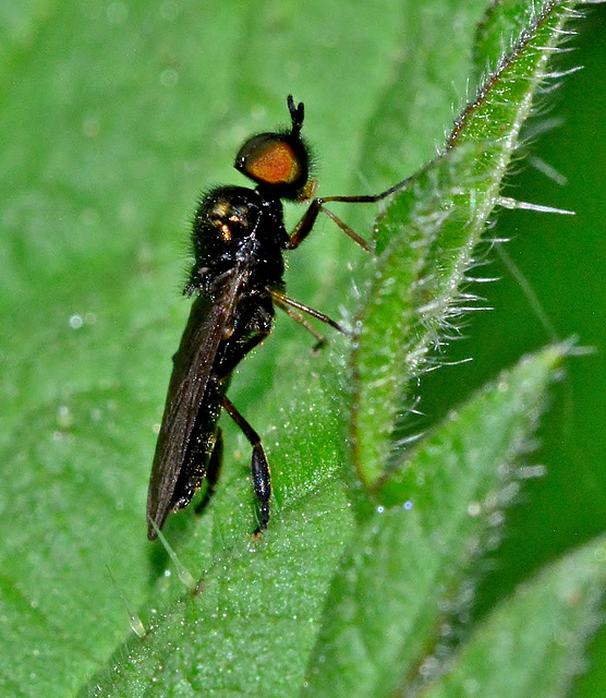 Dance Fly. Empididae (maybe)