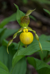 Cypripedium parviflorum variety pubescens (Large Yellow Lady'-slipper orchid)