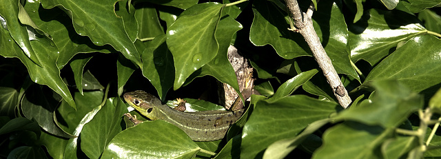 Ohhhh trop chou... un bébé lézard vert.. femelle..! à regarder en touche Z svp