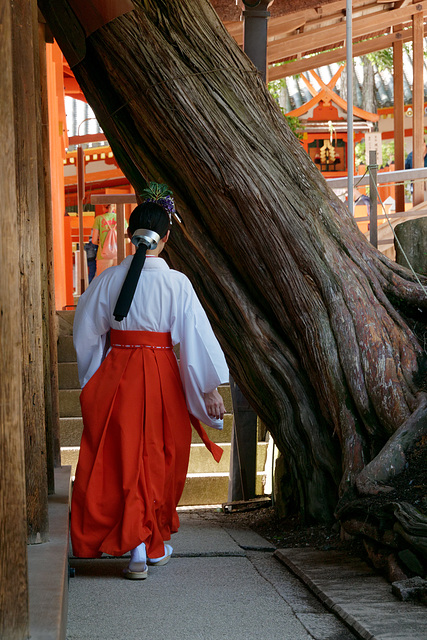 Sanctuaire Kasuga-taisha (春日大社) (4)